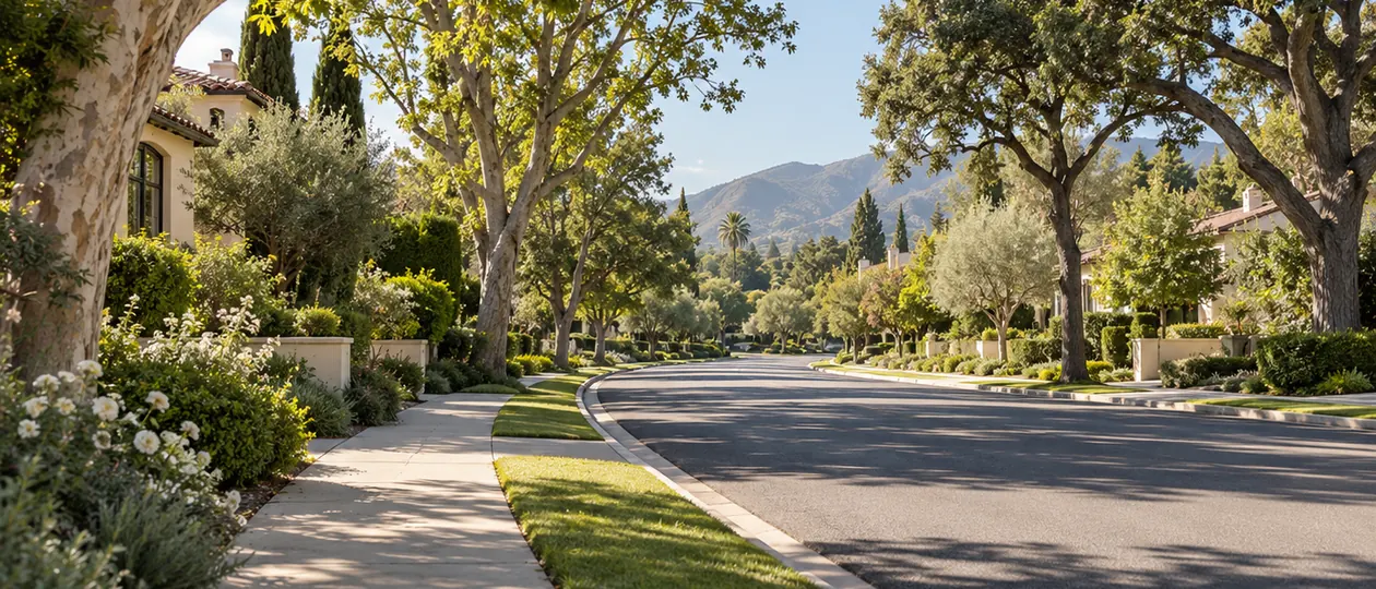 Morning light filters through a leafy canopy along a quiet residential boulevard.