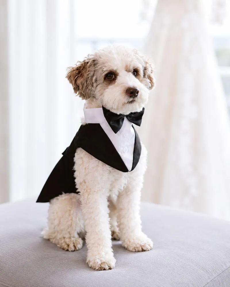 Cocoa, Dr. Haykani’s toy poodle, in a tuxedo