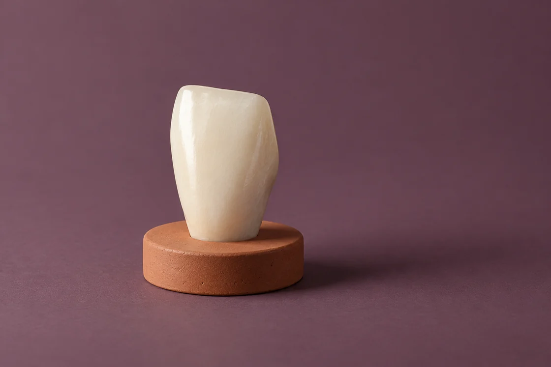 An ivory ceramic incisor sculpture on a terracotta stand.
